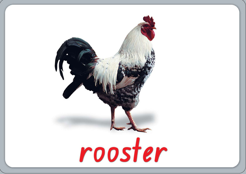 rooster flashcards farm animals early reading