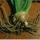 Orris Root