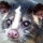 Civet