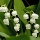 Lily-of-the-Valley
