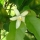 Neroli