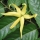 Ylang-Ylang