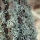 Oakmoss