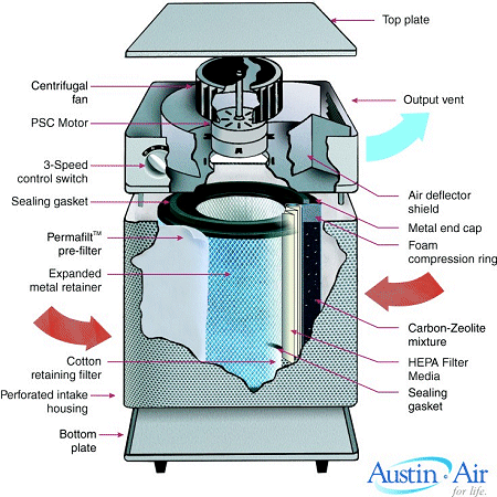 Austin Baby's Breath healthmate