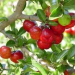 acerola cherry