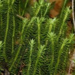 clubmoss