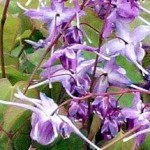 epimedium