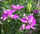 polygala