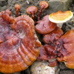 reishi