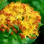 rhodiola