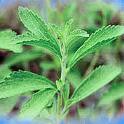 stevia