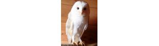  Barnowl Collectables eBay Shop 