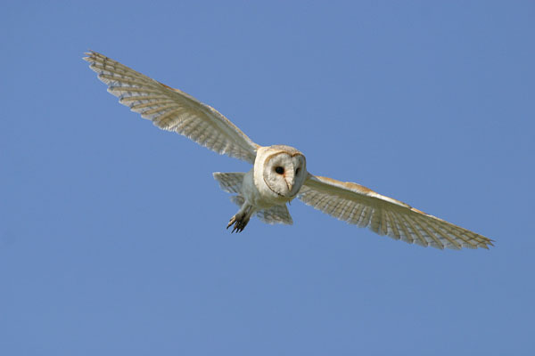 Barn Owl