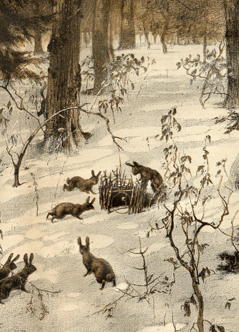 RABBITS IN THE WOODS, SNARE HUNTING, RABBIT SNARE TRAP eBay