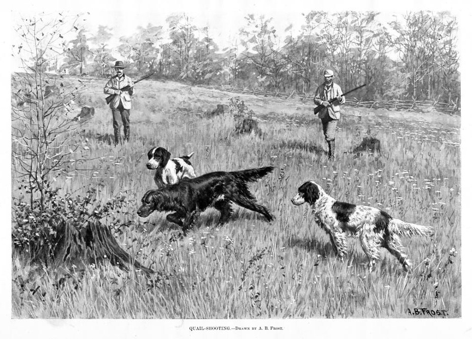QUAIL SHOOTING BY A. B. FROST, QUAIL HUNTING, DOGS HUNT eBay