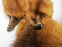 Gorgeous Vintage 1950's Four 4 link Pelts Genuine 