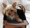 Stunning Pet Traveling Dog/Cat Carrier Stylish Fau