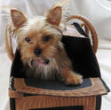 Stunning Pet Traveling Dog/Cat Carrier Stylish Fau