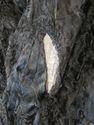 Real Fur Curly Persian Karakul Lamb Ladies Vintage