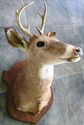 Gorgeous Whitetail Deer Six Point 6 PT Buck Head S