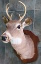 Gorgeous Whitetail Deer Six Point 6 PT Buck Head S