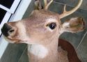 Gorgeous Whitetail Deer Six Point 6 PT Buck Head S