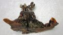 Stunning Real Briar Wood Stump Wood Hors d'oeuvre 