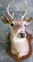 Gorgeous Whitetail Deer Six Point 6 PT Buck Head S