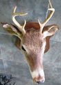 Gorgeous Whitetail Deer Six Point 6 PT Buck Head S