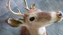 Gorgeous Whitetail Deer Six Point 6 PT Buck Head S