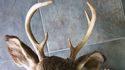 Gorgeous Whitetail Deer Six Point 6 PT Buck Head S