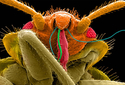 Extermination Service - Small Insect Control - Per