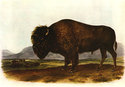 John James Audubon "American Bison" Beautiful Art 