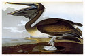 Audubon "Brown Pelican" HUGE Art Print Audubon Edi