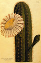 "Cactus Flower" BIG Botanical Garden Art Print