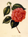 "Camellia" BIG Botanical Garden Flower Art Print