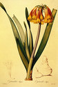 "Cyrtanthus" BIG Botanical Garden Flower Art Print