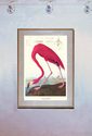  Audubon "American Flamingo" Art Print Audubon Aud