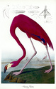 Audubon "Flamingo" HUGE Art Print Audubon Edition