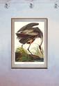 John James Audubon "Great Blue Heron" Art Print