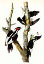 "Ivory Billed Woodpecker" Audubon Beautiful Art Pr