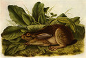 "Jack Rabbit" BIG John James Audubon Art Print