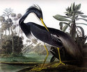 John James Audubon "Louisiana Heron" Art Print