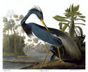 Audubon "Louisiana Heron"HUGE Audubon Art Print Ed