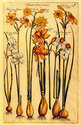 "Narcissus" BIG Botanical Garden Flower Art Print