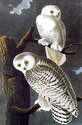 Audubon "Snowy Owl" HUGE Fine Art Folio Edition