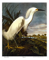 John James Audubon "Snowy Egret"BIG Beautiful Art 