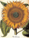 "Sunflower" BIG Botanical Garden Flower Art Print