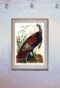 John James Audubon  "Wild Turkey"  Beautiful Art P