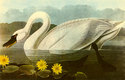 John James Audubon "Whistling Swan" Beautiful Art 